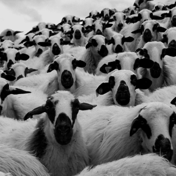 Environmental benefits of the consumption of lamb and milk fed lamb meat. Environmental benefits of the consumption of lamb and milk fed lamb meat.