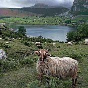 Environmental benefits of the consumption of lamb and milk fed lamb meat. Environmental benefits of the consumption of lamb and milk fed lamb meat.